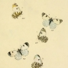 papilio ausonia plate1